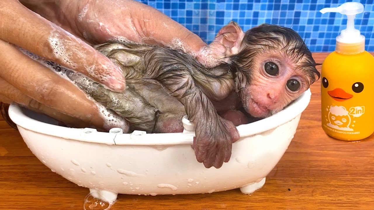 Baby monkey Bon Bon bath in the bathtub and playing with the puppy So cute img